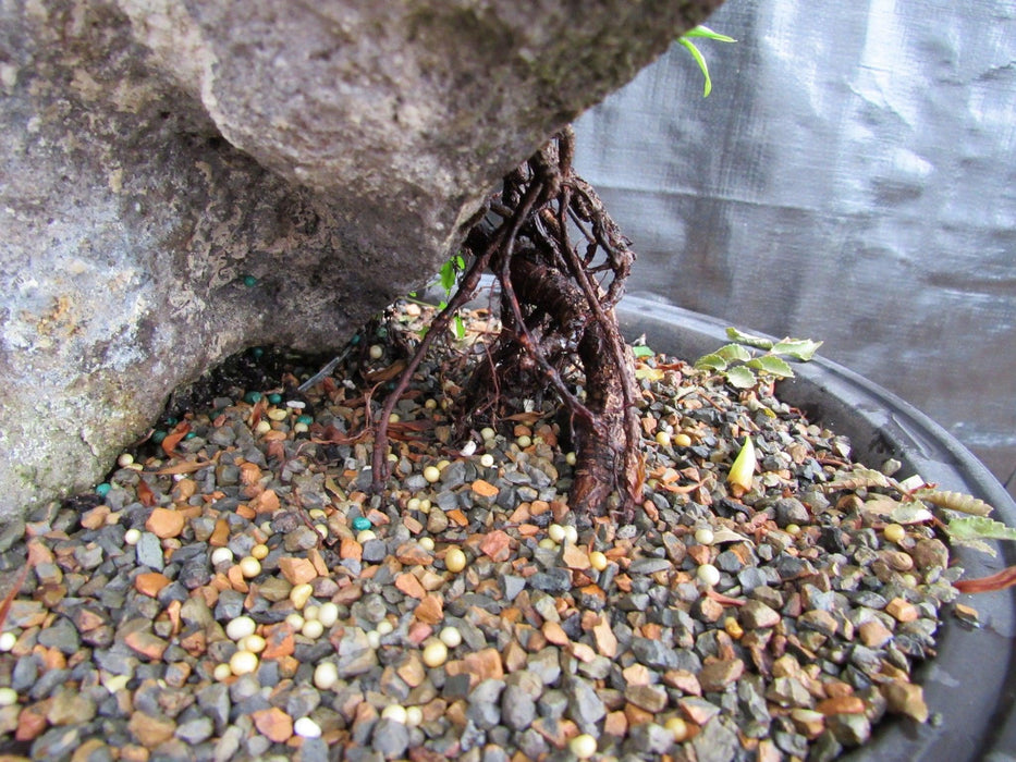 34 Year Old Green Island Ficus Root Over Rock Specimen Bonsai Tree Roots