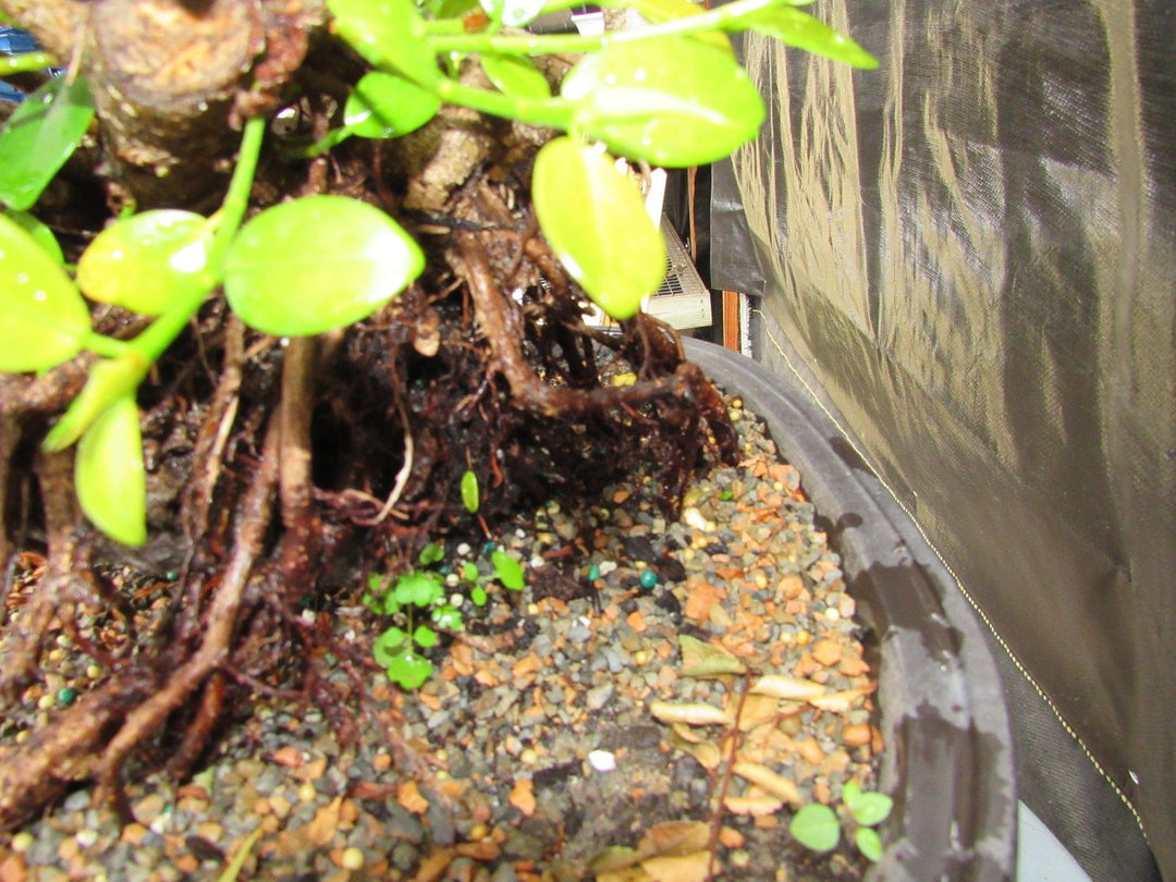 34 Year Old Green Island Ficus Root Over Rock Specimen Bonsai Tree Rootball