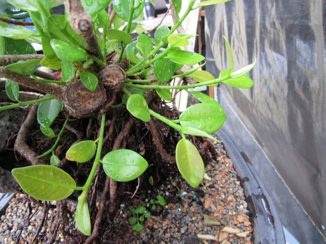 34 Year Old Green Island Ficus Root Over Rock Specimen Bonsai Tree New Growth