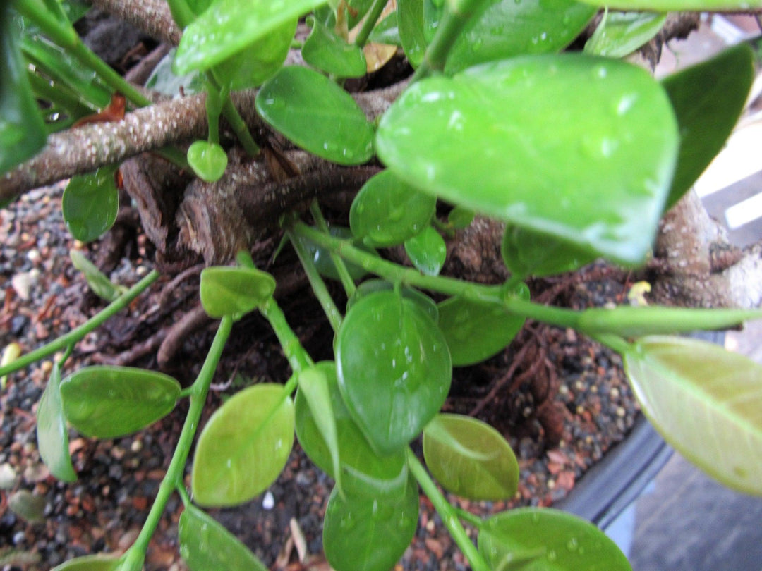 34 Year Old Green Island Ficus Root Over Rock Specimen Bonsai Tree Foliage