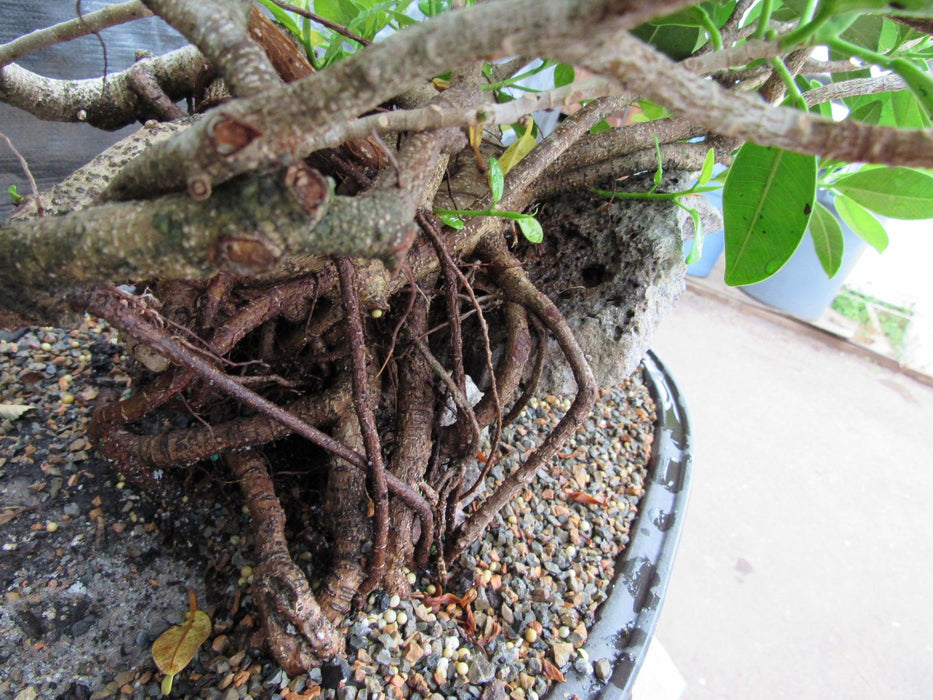 34 Year Old Green Island Ficus Root Over Rock Specimen Bonsai Tree Aerial Roots