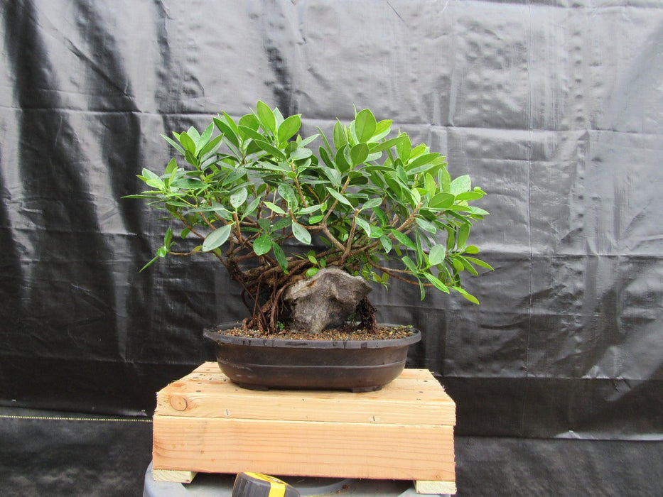 34 Year Old Green Island Ficus Root Over Rock Specimen Bonsai Tree Back