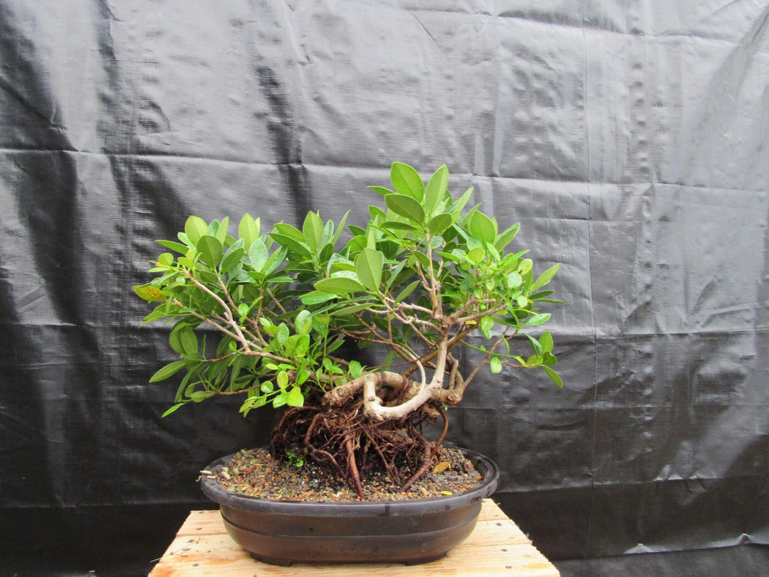 34 Year Old Green Island Ficus Root Over Rock Specimen Bonsai Tree Profile