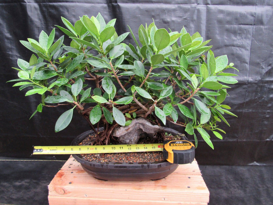 34 Year Old Green Island Ficus Root Over Rock Specimen Bonsai Tree Size