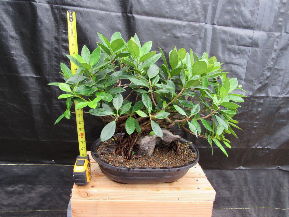34 Year Old Green Island Ficus Root Over Rock Specimen Bonsai Tree Tall