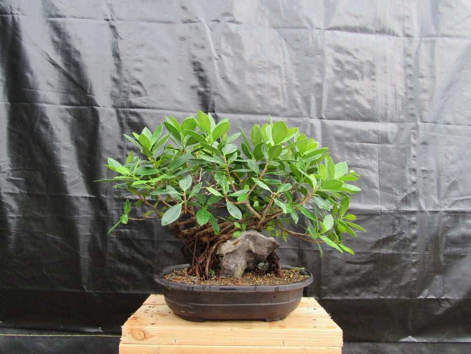 34 Year Old Green Island Ficus Root Over Rock Specimen Bonsai Tree Profile