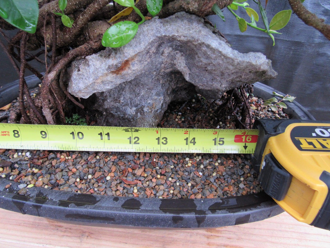 34 Year Old Green Island Ficus Root Over Rock Specimen Bonsai Tree Width