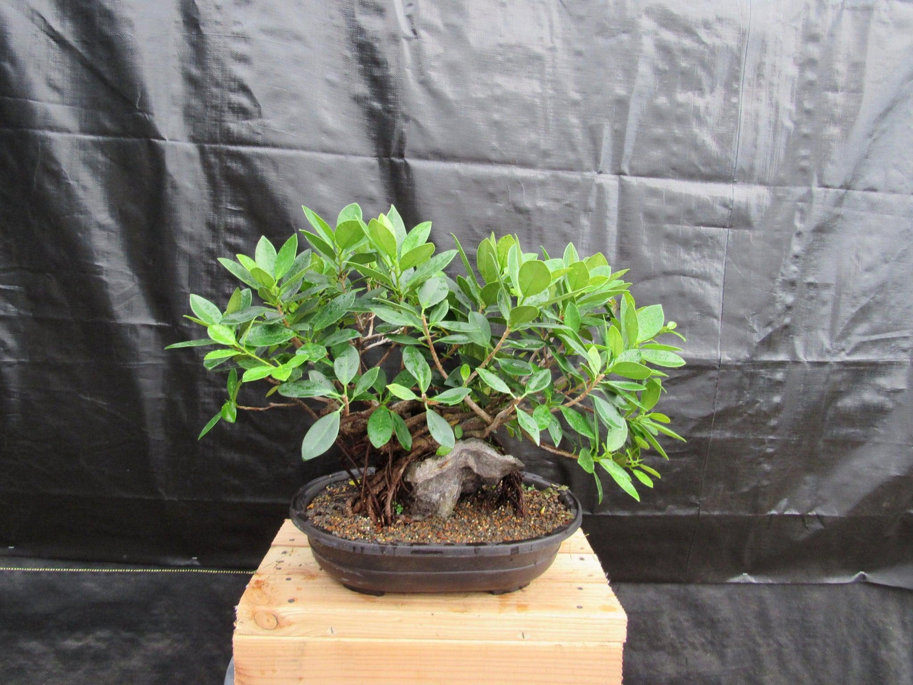 34 Year Old Green Island Ficus Root Over Rock Specimen Bonsai Tree