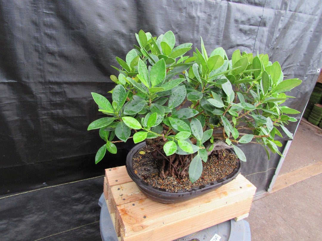 34 Year Old Green Island Ficus Root Over Rock Specimen Bonsai Tree Side