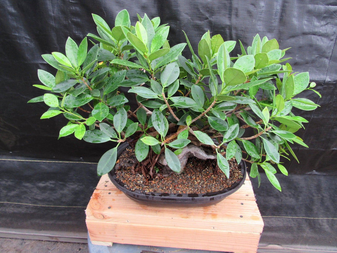 34 Year Old Green Island Ficus Root Over Rock Specimen Bonsai Tree Canopy