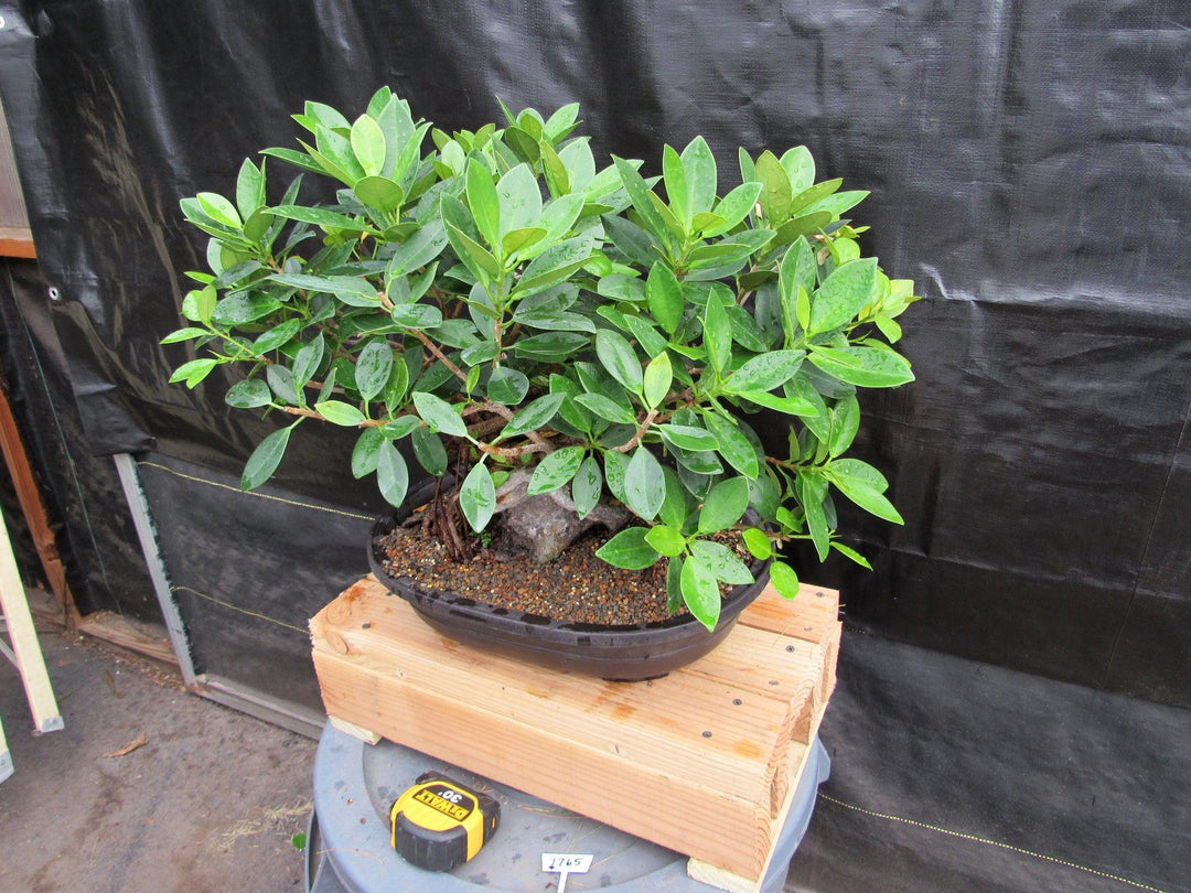 34 Year Old Green Island Ficus Root Over Rock Specimen Bonsai Tree Rock Side