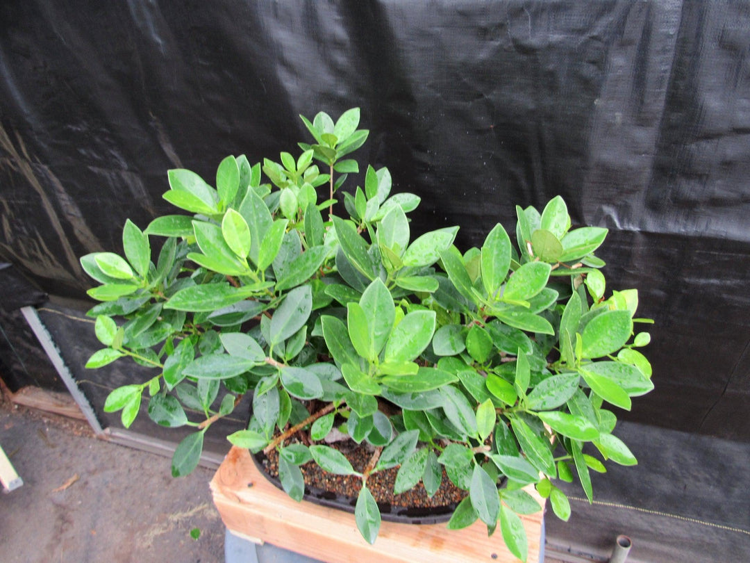 34 Year Old Green Island Ficus Root Over Rock Specimen Bonsai Tree Foliage