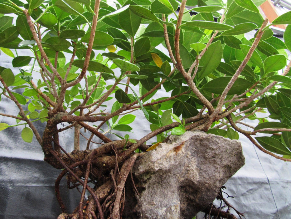 34 Year Old Green Island Ficus Root Over Rock Specimen Bonsai Tree Upward