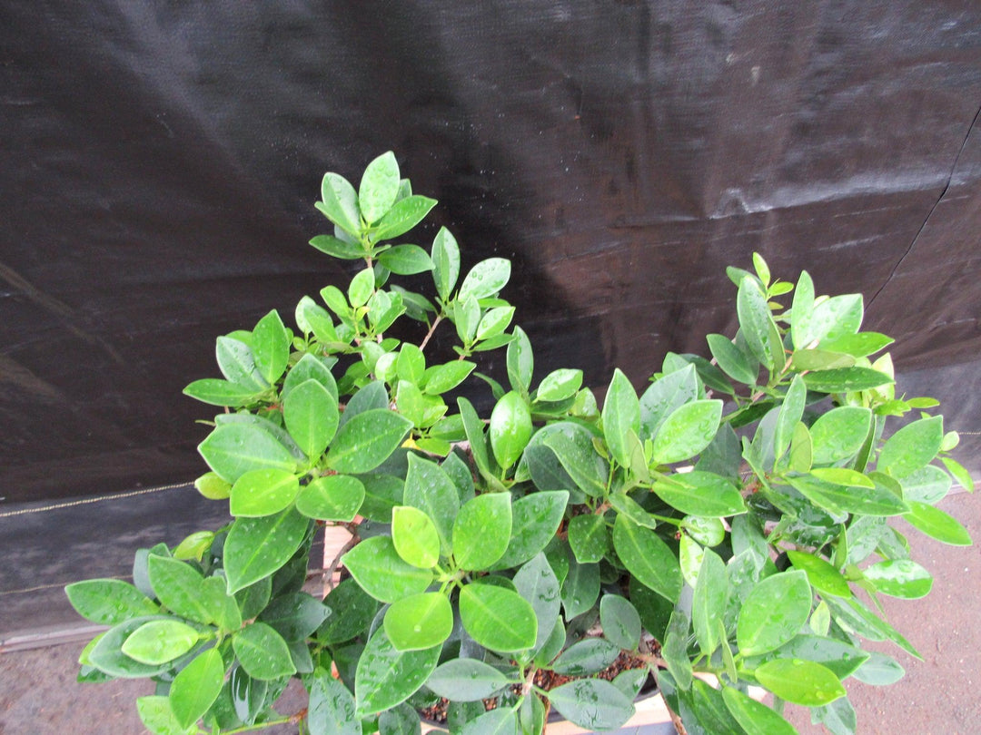 34 Year Old Green Island Ficus Root Over Rock Specimen Bonsai Tree Top