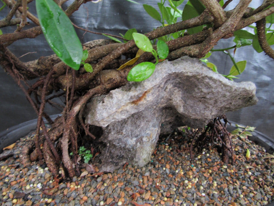 34 Year Old Green Island Ficus Root Over Rock Specimen Bonsai Tree Rock