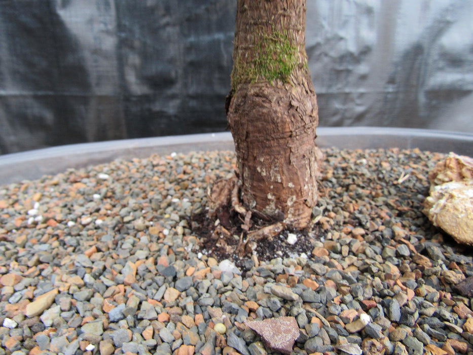 34 Year Old Japanese Black Pine Pom Pom Specimen Bonsai Tree Trunk