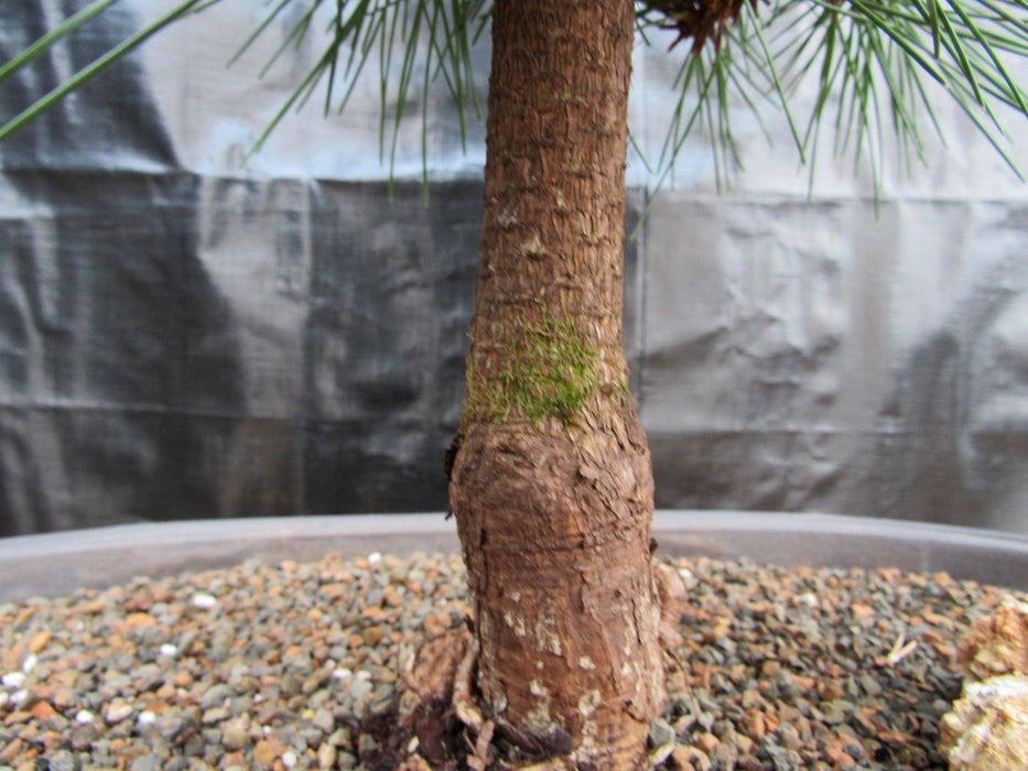 34 Year Old Japanese Black Pine Pom Pom Specimen Bonsai Tree Bark