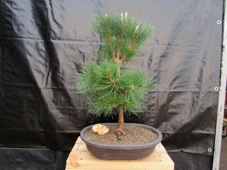 34 Year Old Japanese Black Pine Pom Pom Specimen Bonsai Tree Back