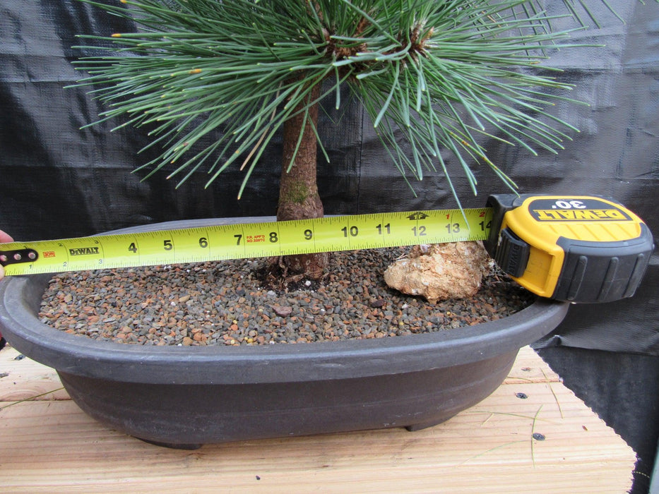 34 Year Old Japanese Black Pine Pom Pom Specimen Bonsai Tree Width