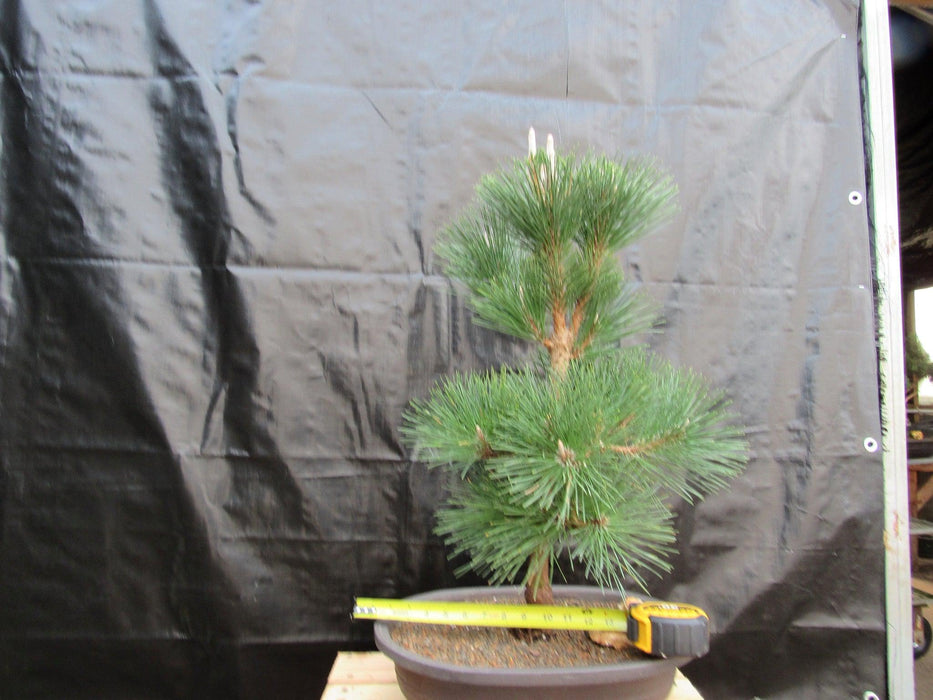 34 Year Old Japanese Black Pine Pom Pom Specimen Bonsai Tree Size
