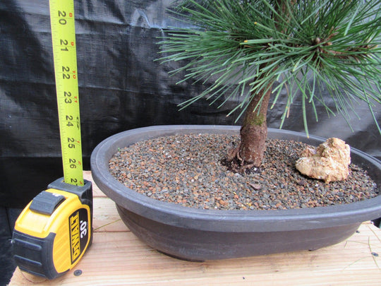 pom pom bonsai tree 34 Year Old Japanese Black Pine Pom Pom Specimen Bonsai Tree