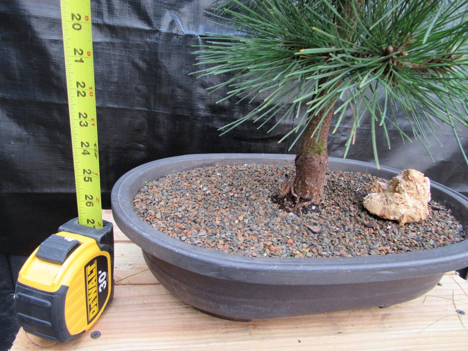 34 Year Old Japanese Black Pine Pom Pom Specimen Bonsai Tree Height