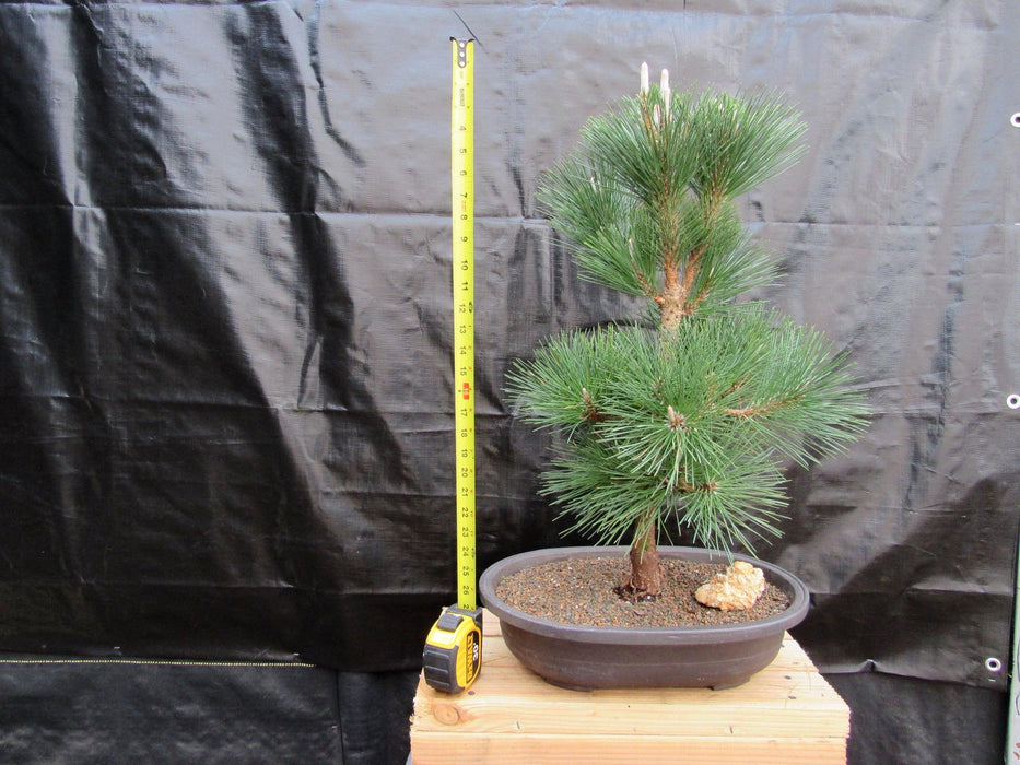 34 Year Old Japanese Black Pine Pom Pom Specimen Bonsai Tree Tall