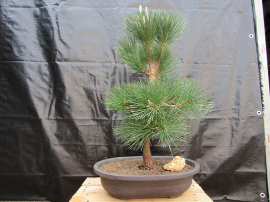 34 Year Old Japanese Black Pine Pom Pom Specimen Bonsai Tree