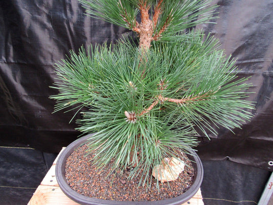 pompon bonsai 34 Year Old Japanese Black Pine Pom Pom Specimen Bonsai Tree