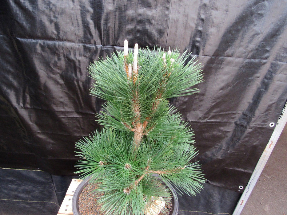 34 Year Old Japanese Black Pine Pom Pom Specimen Bonsai Tree Top