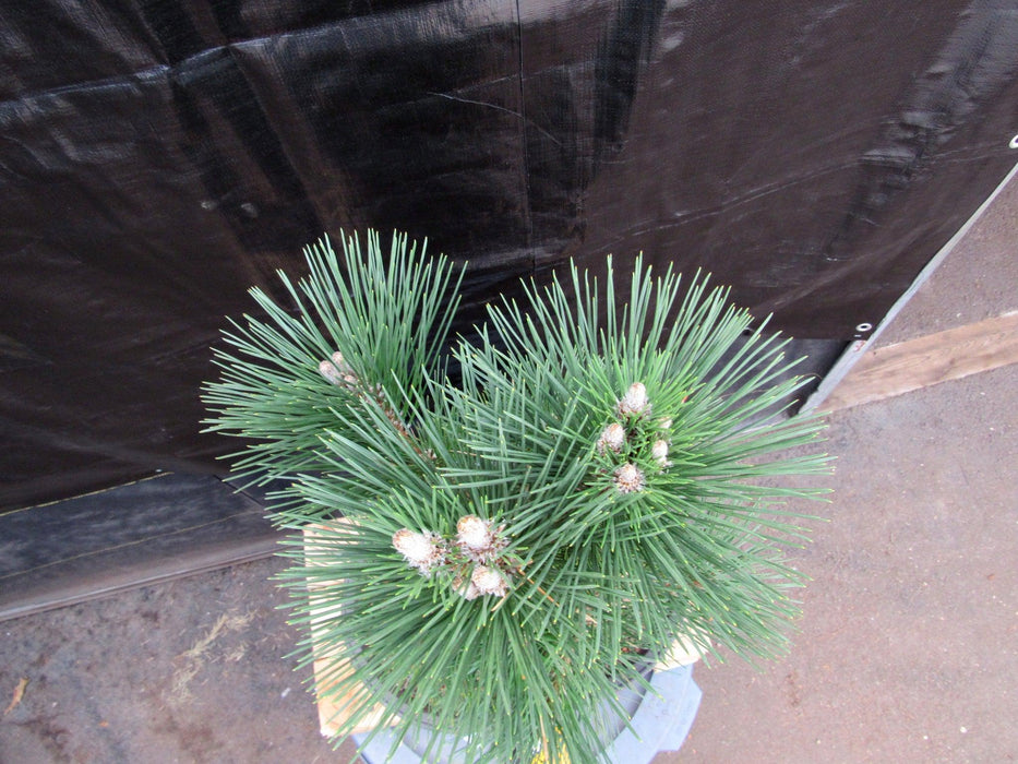 34 Year Old Japanese Black Pine Pom Pom Specimen Bonsai Tree Canopy