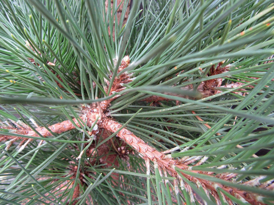 34 Year Old Japanese Black Pine Pom Pom Specimen Bonsai Tree Branches