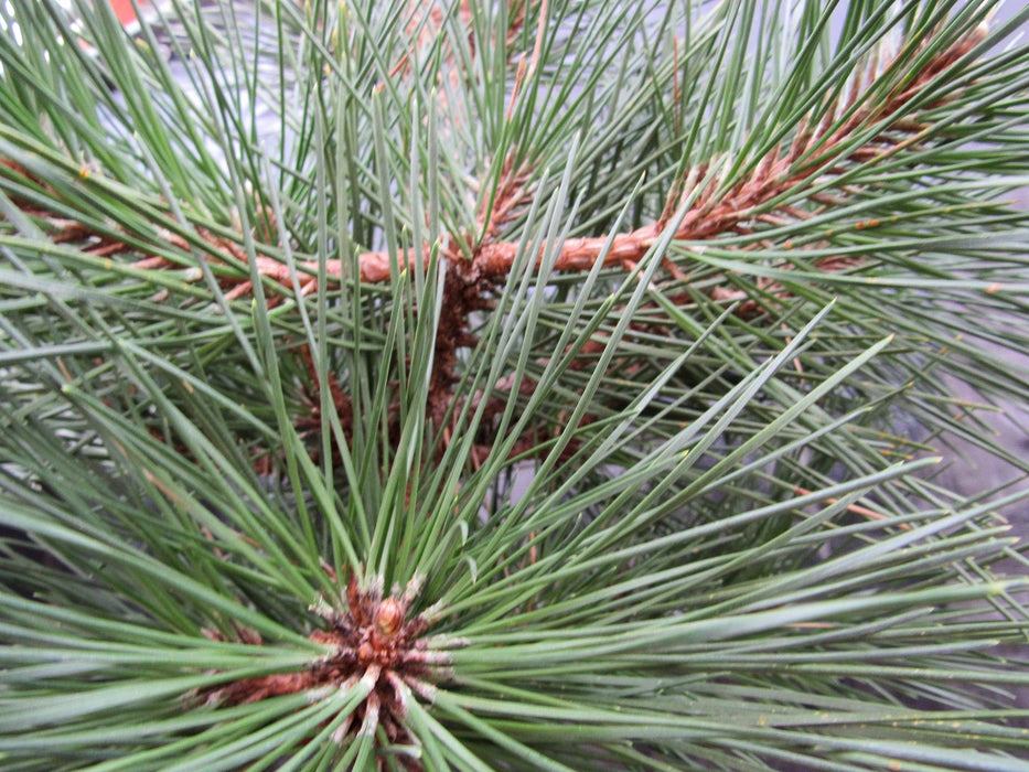 34 Year Old Japanese Black Pine Pom Pom Specimen Bonsai Tree New Growth