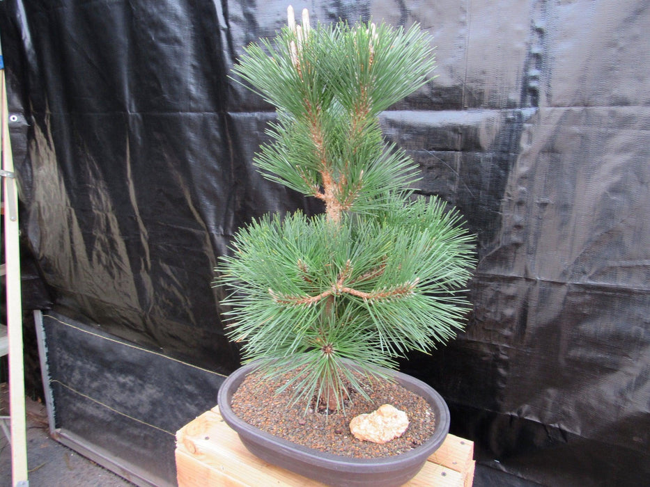 34 Year Old Japanese Black Pine Pom Pom Specimen Bonsai Tree Side