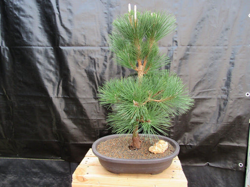 34 Year Old Japanese Black Pine Pom Pom Specimen Bonsai Tree