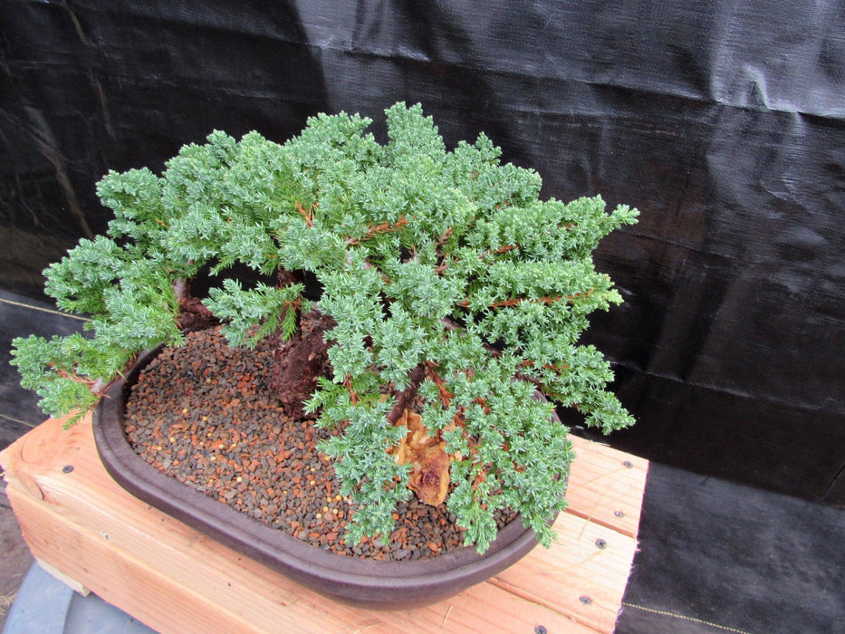 34 Year Old Juniper Specimen Bonsai Tree Back Alt