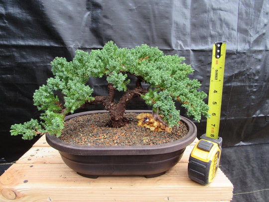 34 Year Old Juniper Specimen Bonsai Tree