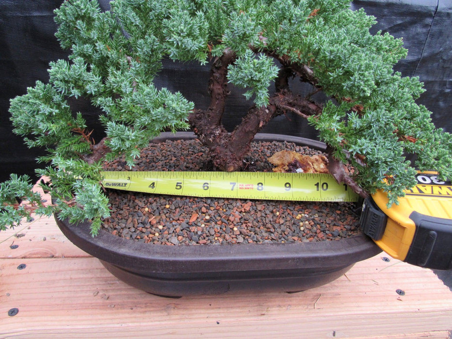 34 Year Old Juniper Specimen Bonsai Tree Size