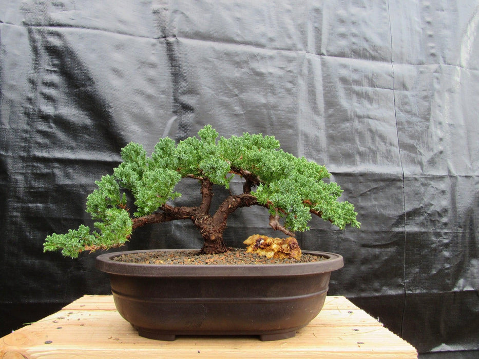 34 Year Old Juniper Specimen Bonsai Tree Profile