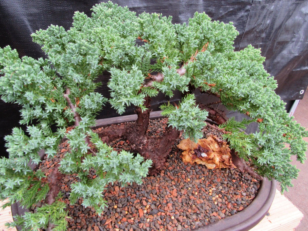 34 Year Old Juniper Specimen Bonsai Tree Canopy