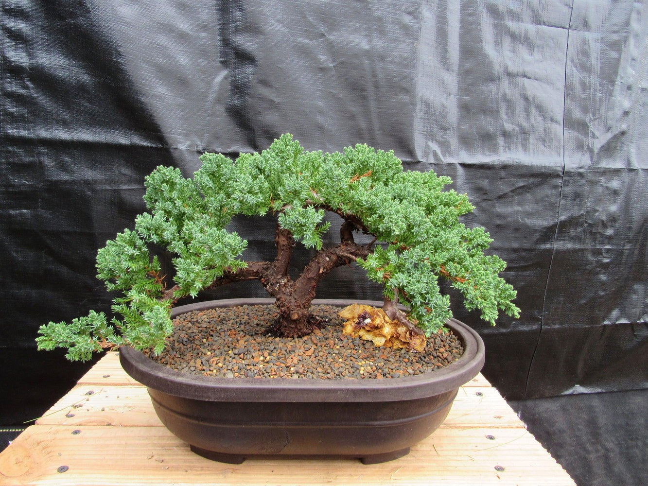 juniper procumbens nana bonsai tree 34 Year Old Juniper Specimen Bonsai Tree
