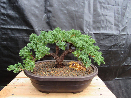 34 Year Old Juniper Specimen Bonsai Tree