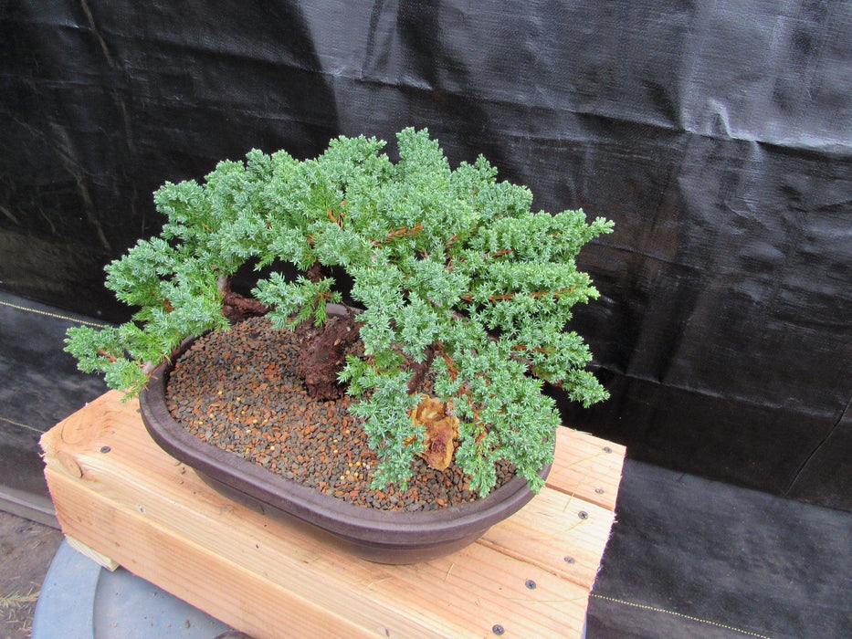 34 Year Old Juniper Specimen Bonsai Tree Side