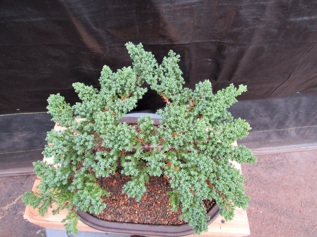 34 Year Old Juniper Specimen Bonsai Tree Top