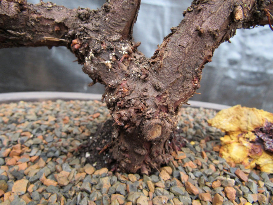 34 Year Old Juniper Specimen Bonsai Tree Bark