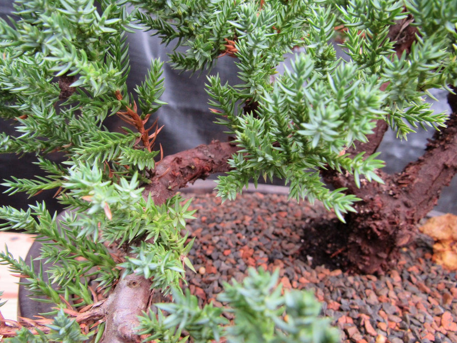 34 Year Old Juniper Specimen Bonsai Tree Foliage