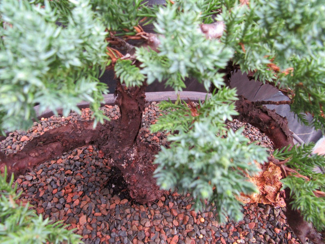 34 Year Old Juniper Specimen Bonsai Tree Trunk