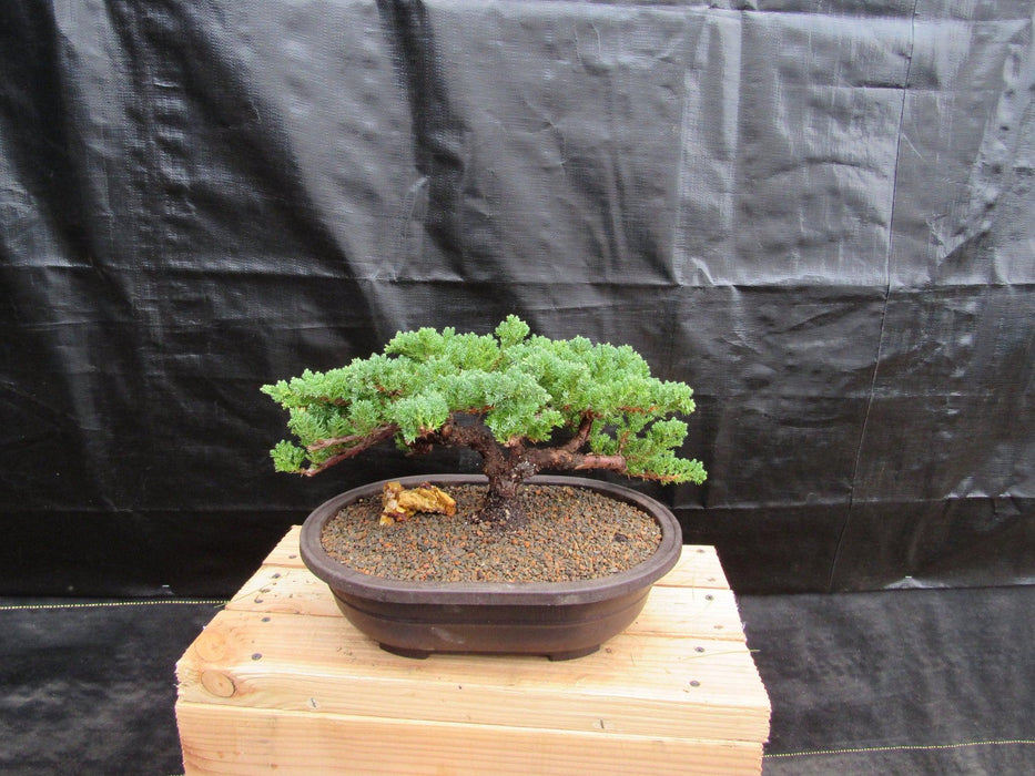 34 Year Old Juniper Specimen Bonsai Tree Back