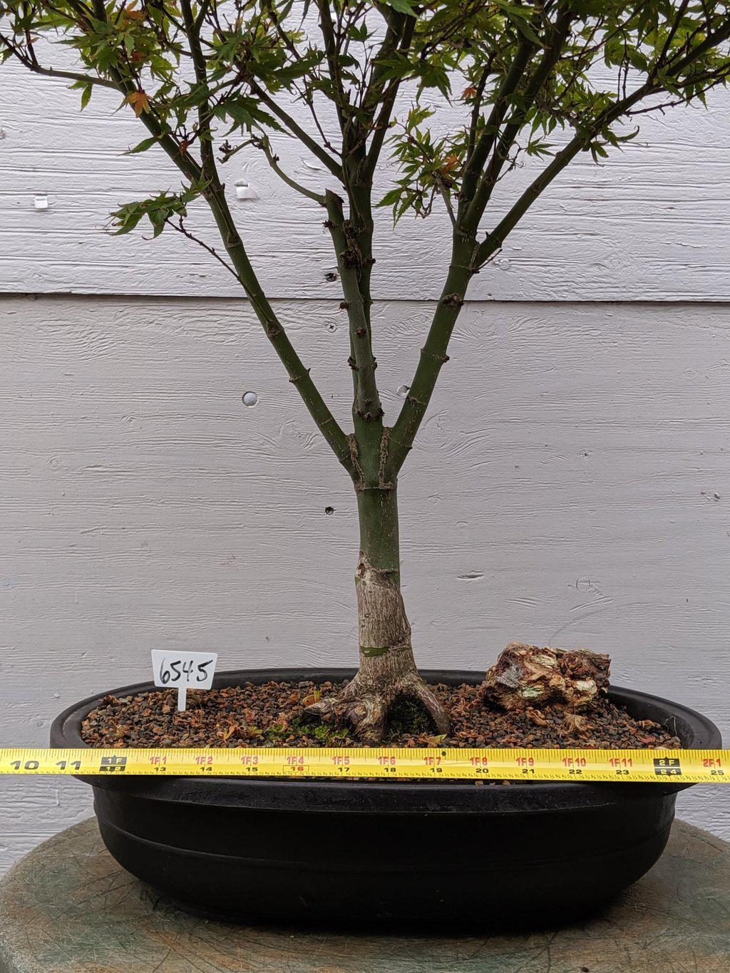34 Year Old Kiyohime Japanese Maple Specimen Bonsai Tree Width