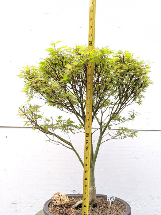 34 Year Old Kiyohime Japanese Maple Specimen Bonsai Tree Size